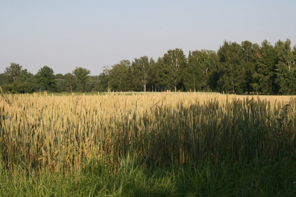 20100710_speerx_02362